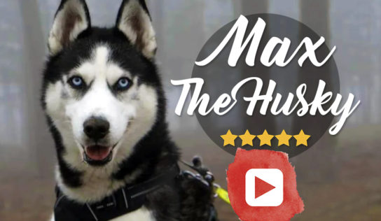 Max the husky, el perro que habla