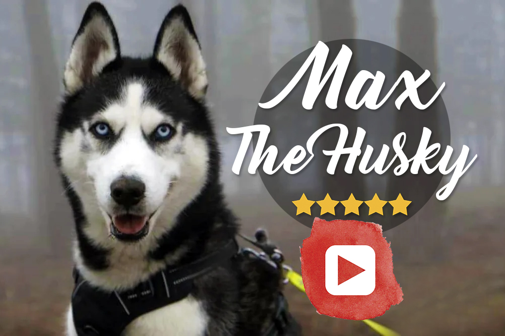 Max the husky, el perro youtuber que habla