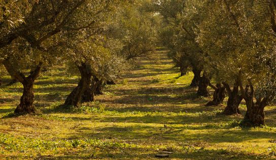 El olivo, una planta ornamental muy popular