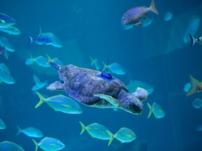 Poema del Mar devuelve al océano a una tortuga encontrada en estado crítico