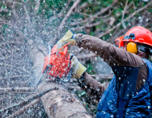 ¿Por qué recurrir a profesionales para la tala de árboles?