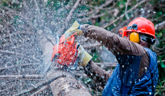 ¿Por qué recurrir a profesionales para la tala de árboles?