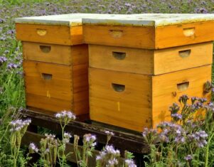 Ante el calor extremo, SATECMA aconseja cómo proteger las colmenas de abejas
