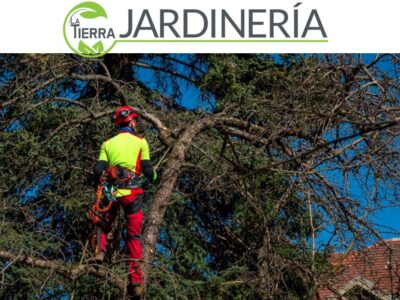La Tierra Jardinería: Poda de árboles altos, mejor acudir a expertos