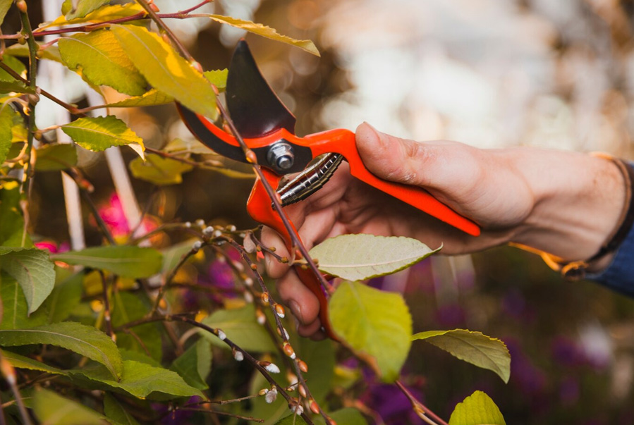 ¿Poda de formación o mantenimiento? Descubre qué necesita tu árbol