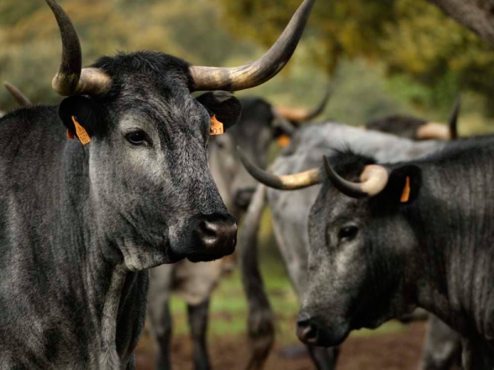 Castilla Gourmet destaca la carne de Morucha como emblema de la calidad nacional y el origen sostenible