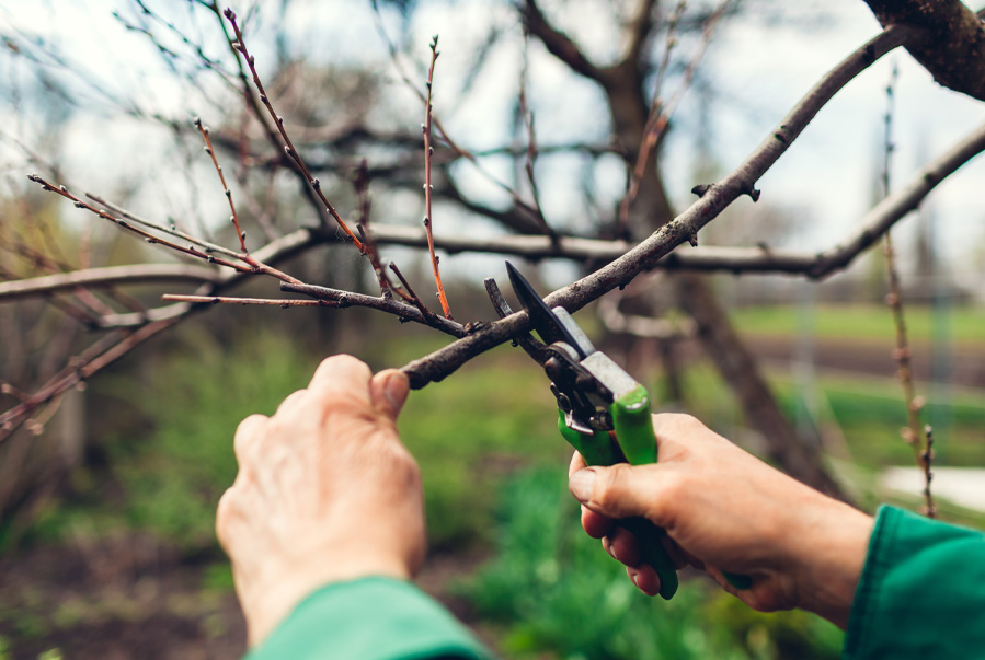 Normativa sobre poda de árboles y protección del entorno natural