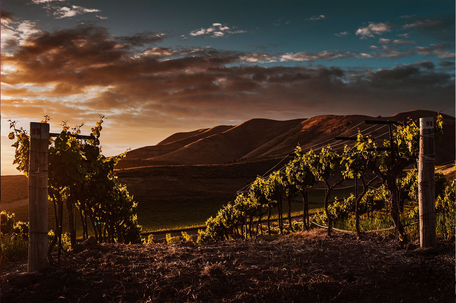 Obergo propone nuevos maridajes para su Chardonnay de Obergo en la temporada primaveral